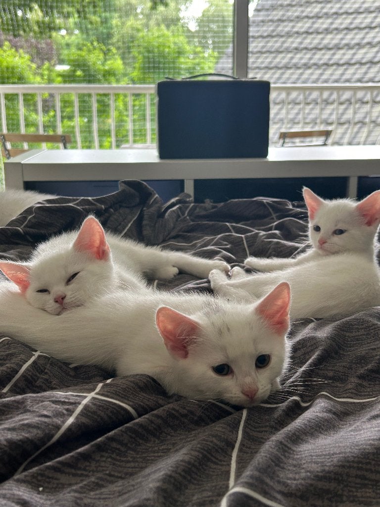 Brits korthaar kittens, Dieren en Toebehoren, Katten en Kittens | Raskatten | Korthaar, Meerdere dieren, Gechipt, 0 tot 2 jaar