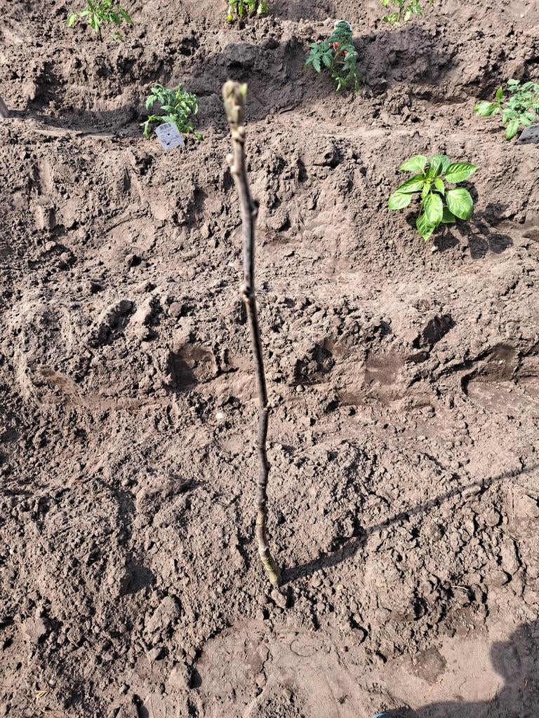 Jonge Walnotenboom, Ophalen, Volle zon