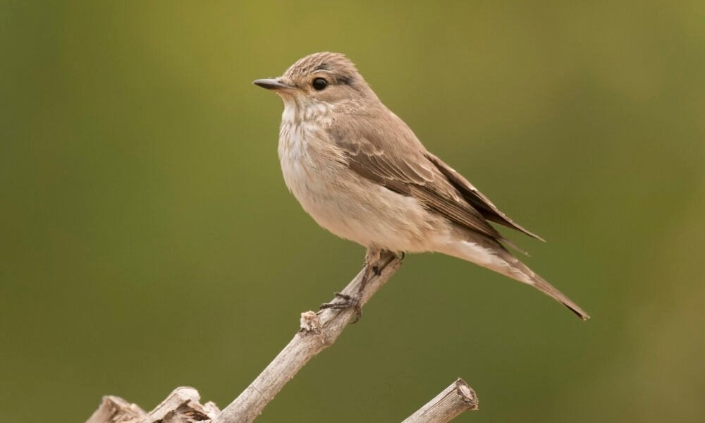 verschillende gevraagd, Dieren en Toebehoren, Vogels | Overige Vogels, Meerdere dieren, Wildzangvogel, Geringd