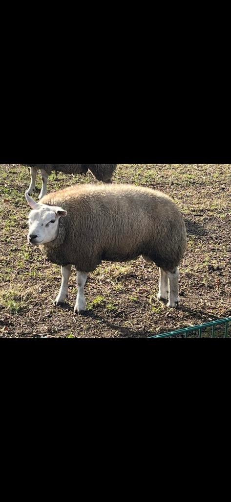 Texelaar ram te koop, Dieren en Toebehoren, Mannelijk, Schaap