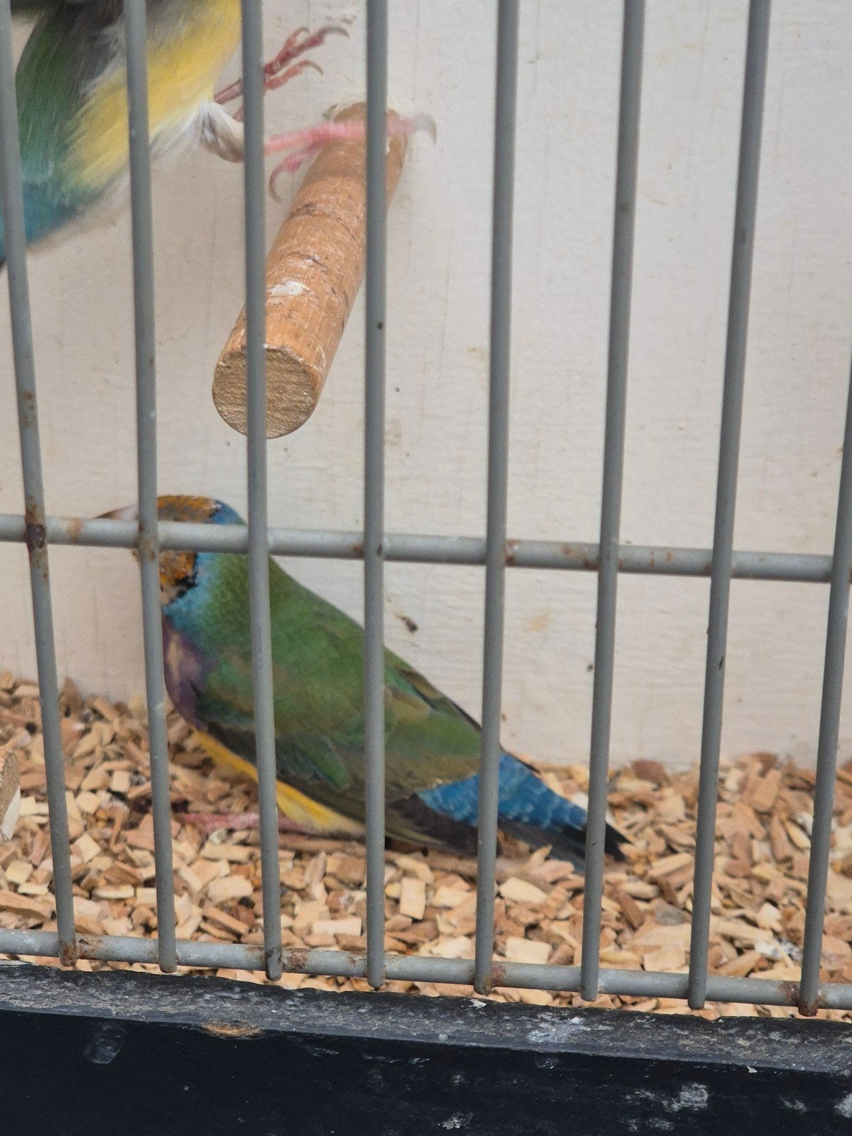 gouldamadine, Dieren en Toebehoren, Meerdere dieren