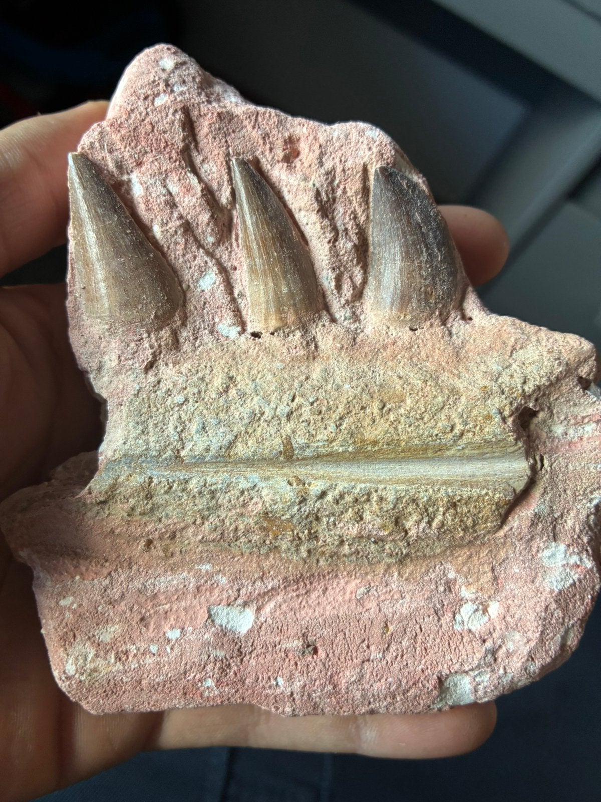 Mosasaurus kaak fossiel!, Verzamelen, Ophalen of Verzenden, Fossiel