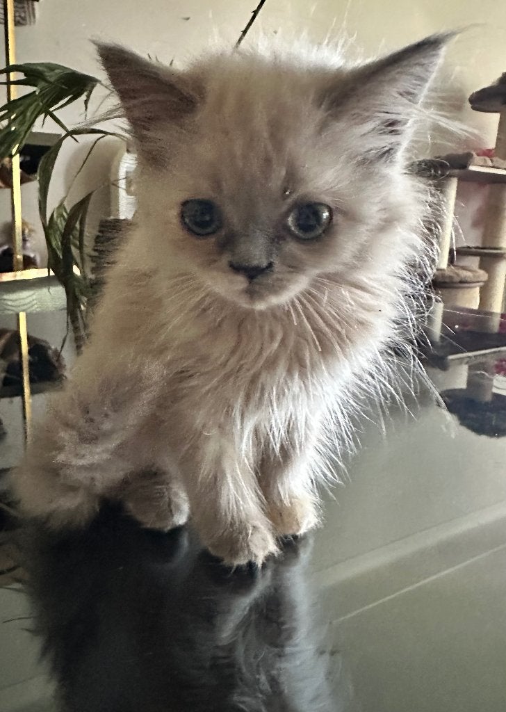 Perzisch dollface kitten lilac point, Dieren en Toebehoren, Poes, Gechipt, 0 tot 2 jaar
