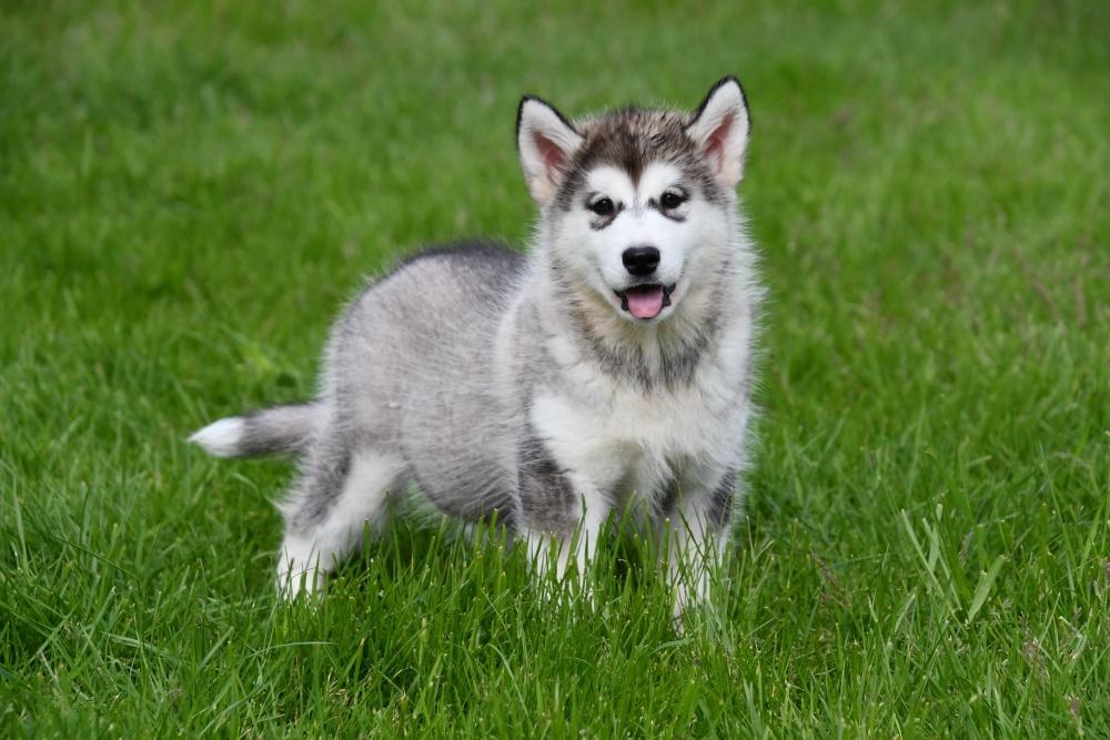 Alaskan Malamute pups te koop, 15 weken tot 1 jaar, Buitenland, Poolhond, Parvo