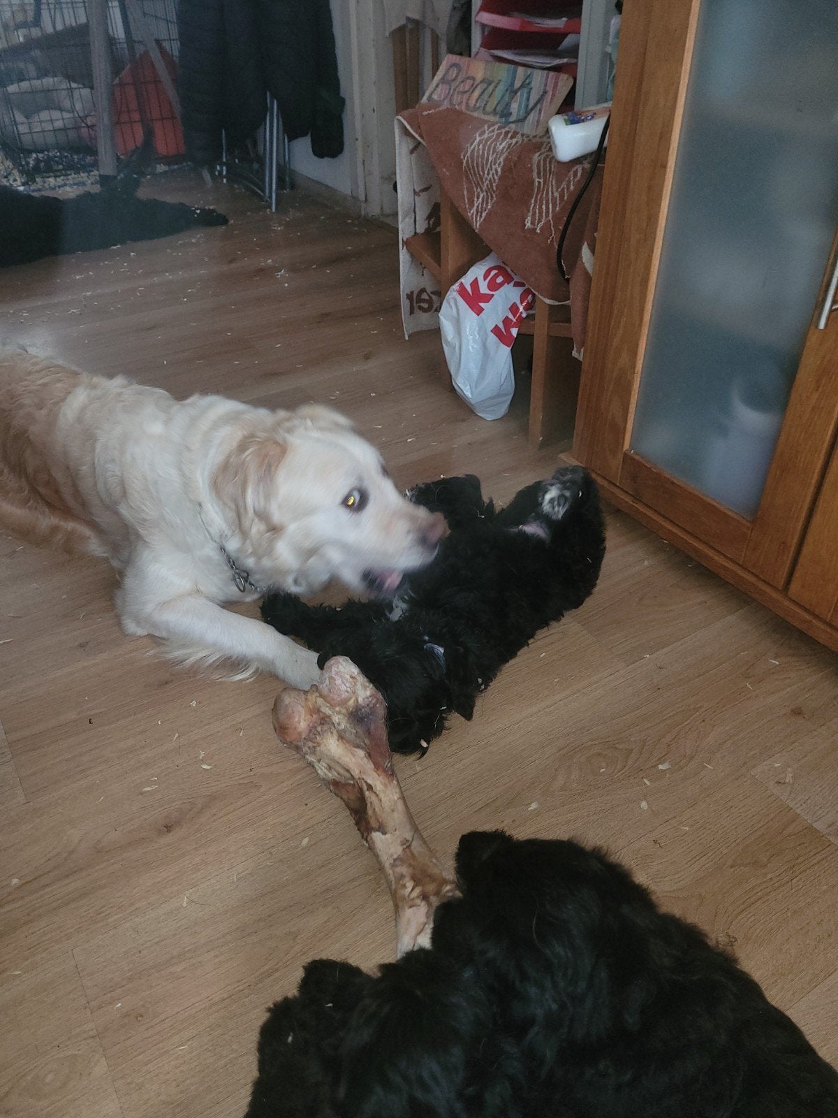 golden doodle, CDV (hondenziekte), 8 tot 15 weken, Meerdere, Meerdere dieren