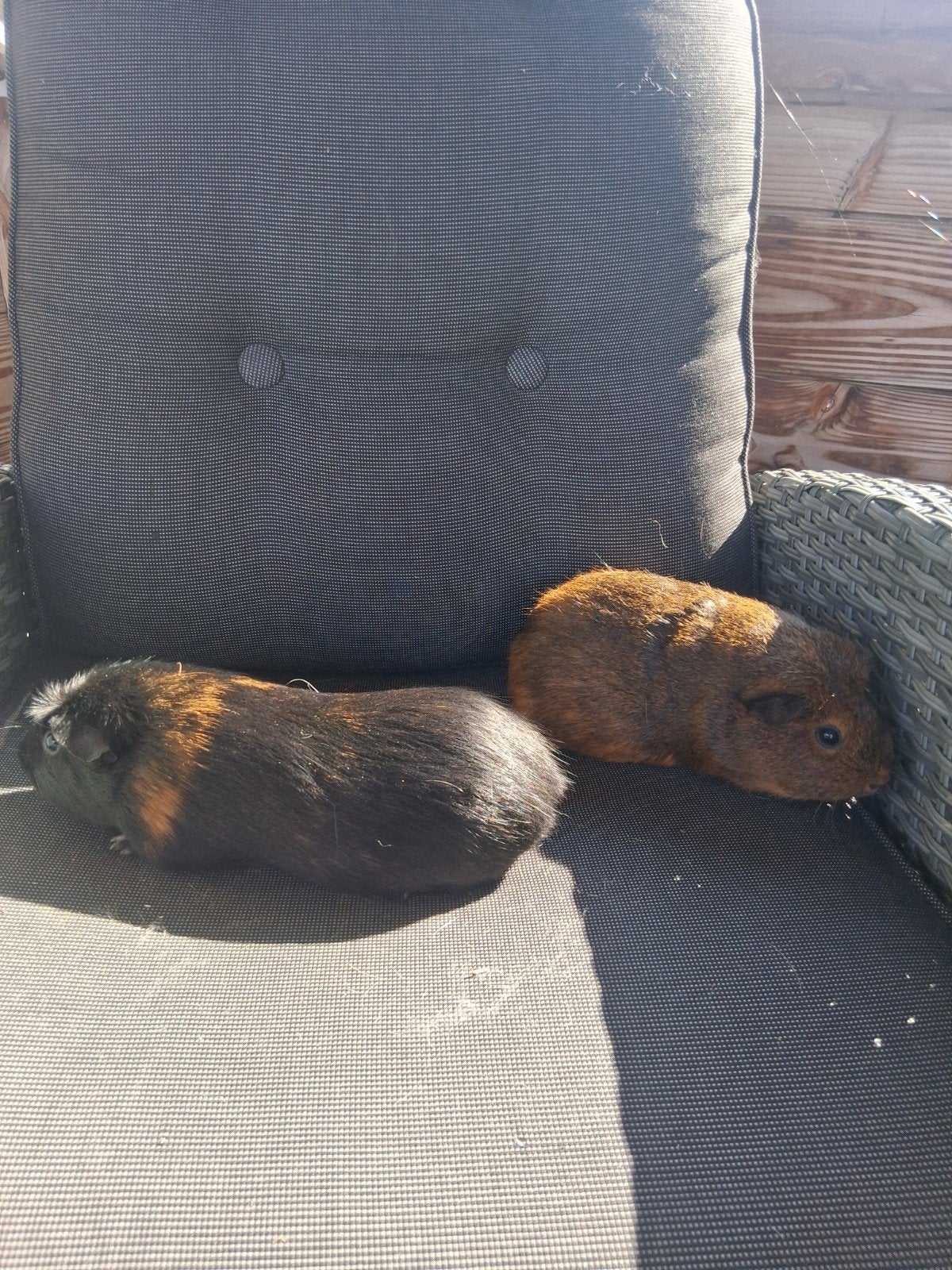 mooie cavias zeugjes, Dieren en Toebehoren, Februari, Vrouwelijk
