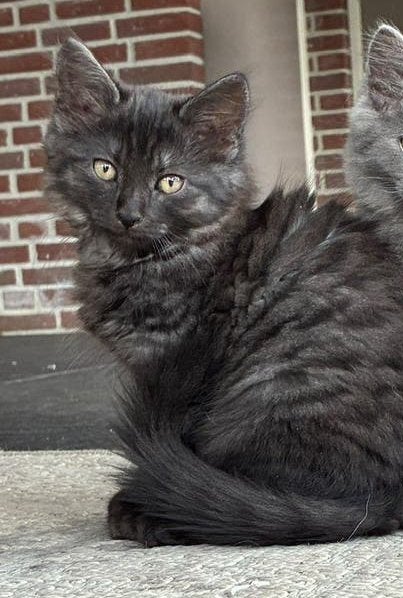 Boskat kitten 12 weken  oud,, Dieren en Toebehoren, Meerdere dieren, Langharig, 0 tot 2 jaar