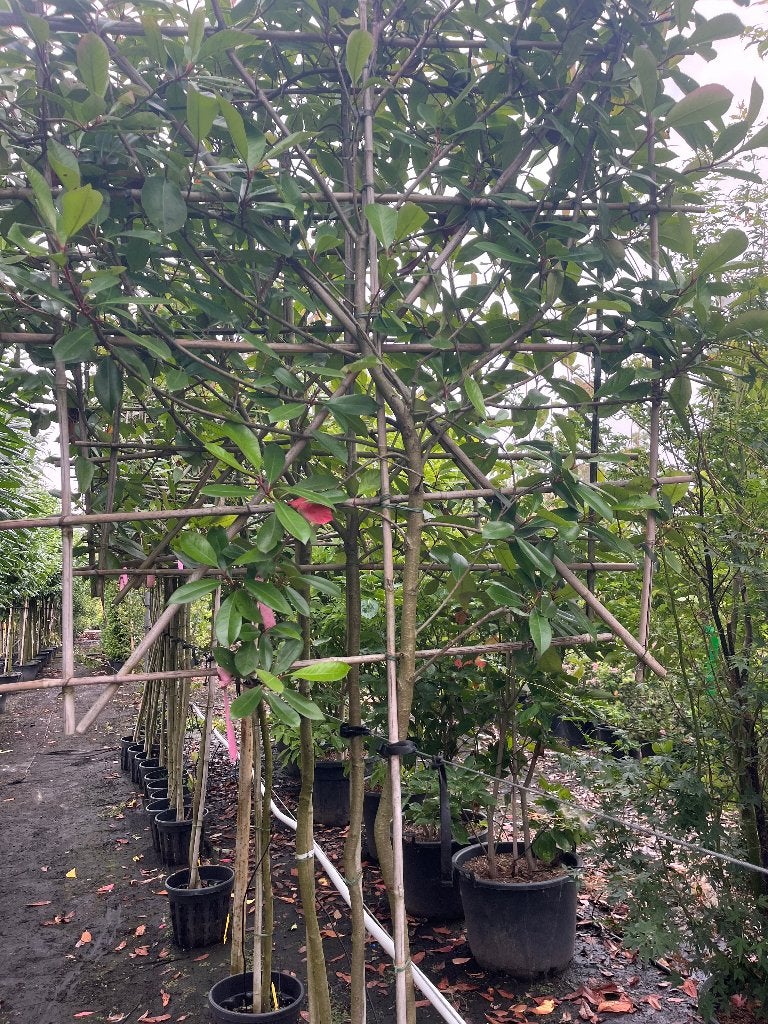 Leiboom restpartij OP=OP stam 160en170cm hoog NU €100,= pst, Ophalen, Leiboom, Halfschaduw, Lente