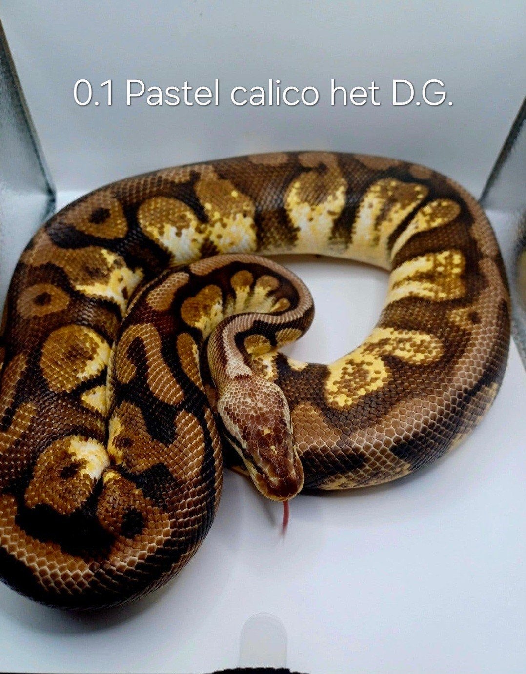 verschillende python regius,  koningspythons, Dieren en Toebehoren, Slang, 0 tot 2 jaar