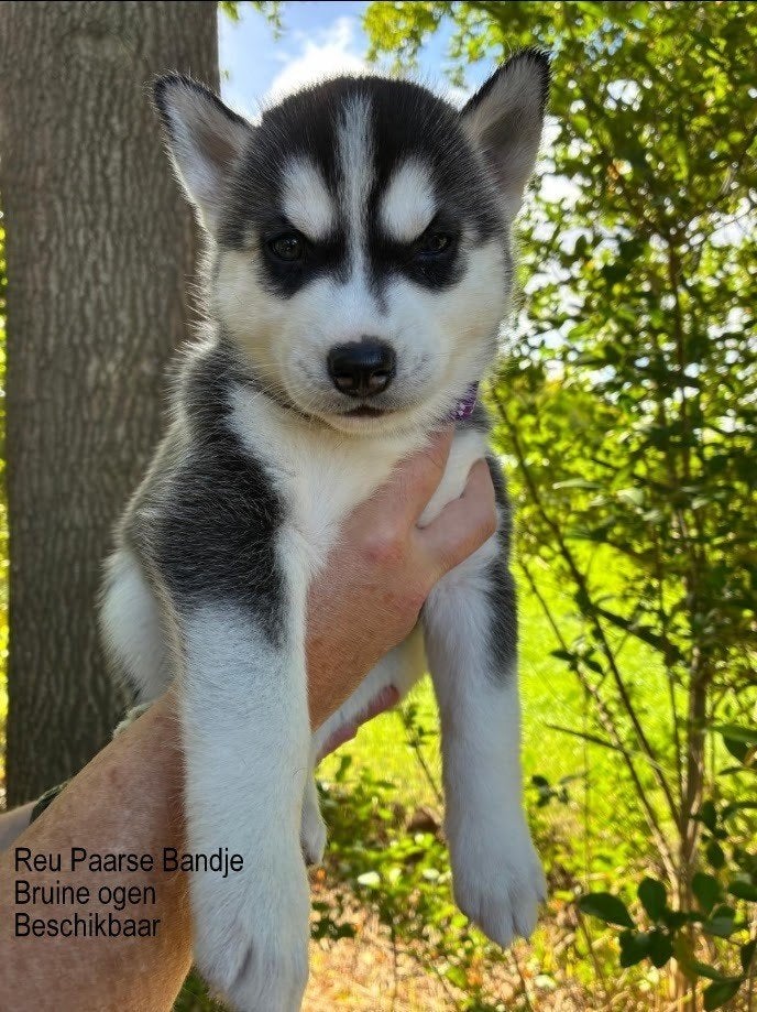 Prachtige husky pups laatste 2, Dieren en Toebehoren, 8 tot 15 weken, Poolhond, Meerdere, Meerdere dieren