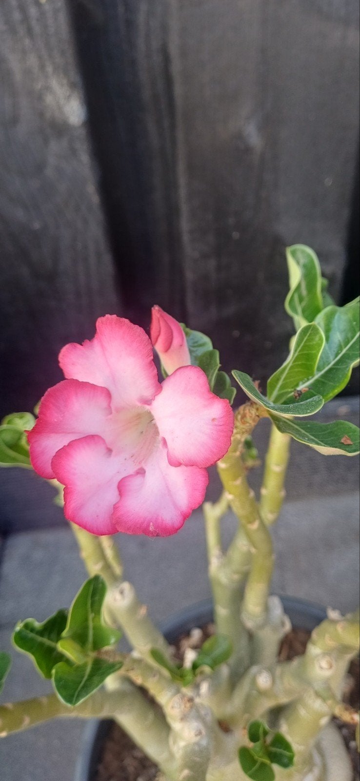 Adenium Obesum - Woestijnroos, Ophalen of Verzenden, Overige soorten, Volle zon