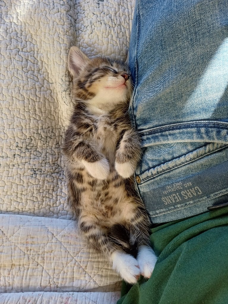 Prachtige kittens, Meerdere dieren, Ontwormd, 0 tot 2 jaar