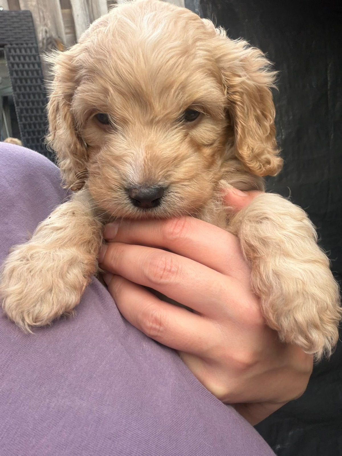 Kleine Cockerpoo pups, Overige rassen, 8 tot 15 weken, Meerdere dieren, Eén hond