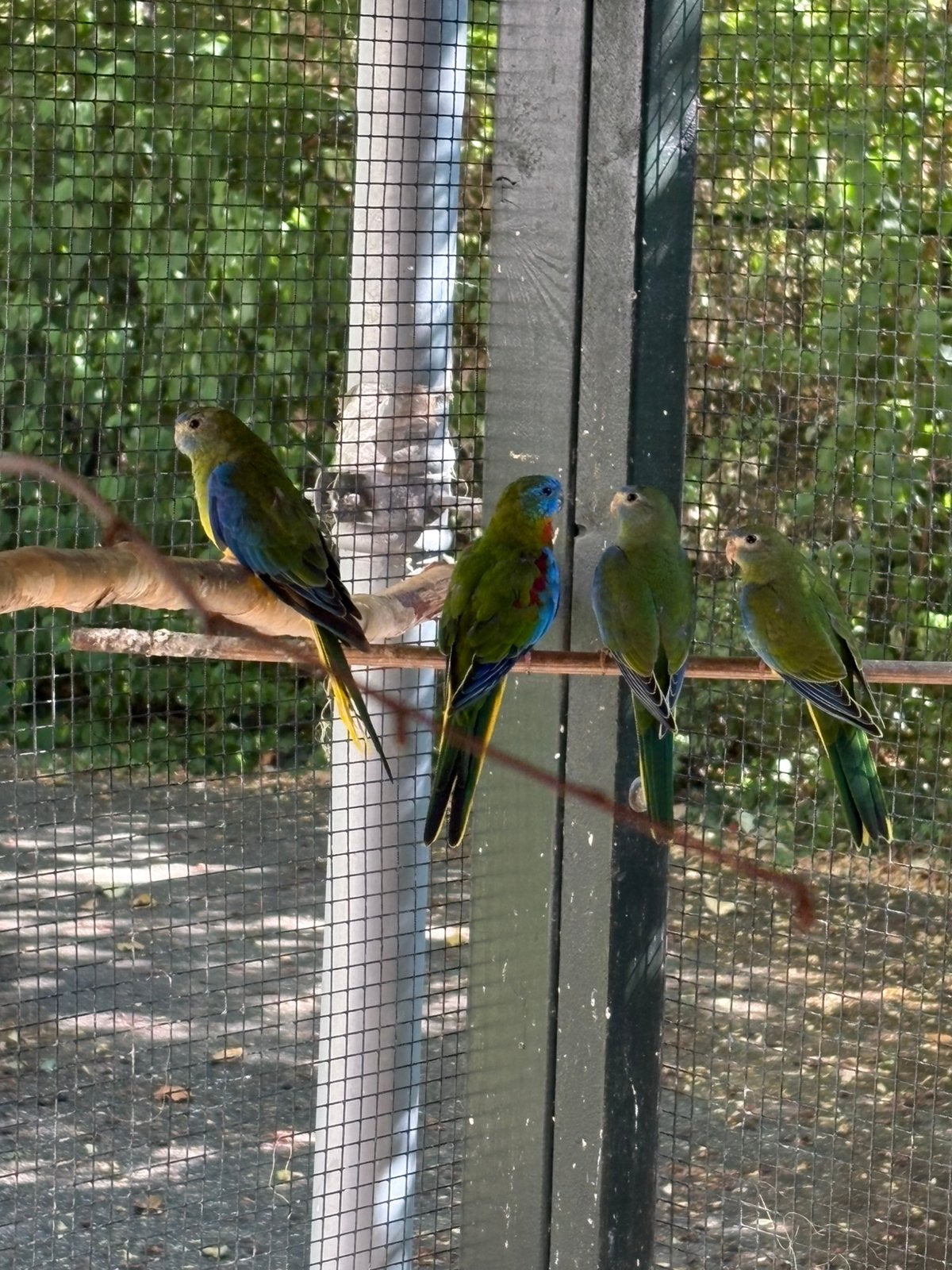Turquasine parkieten van deze zomer, Dieren en Toebehoren, Vogels | Overige Vogels, Meerdere dieren, Geringd