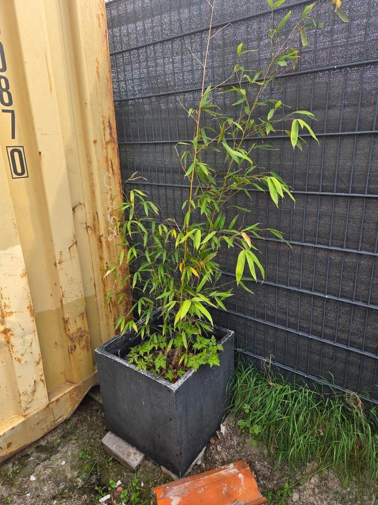 Bamboe in pot, Ophalen, Bamboe, 250 cm of meer