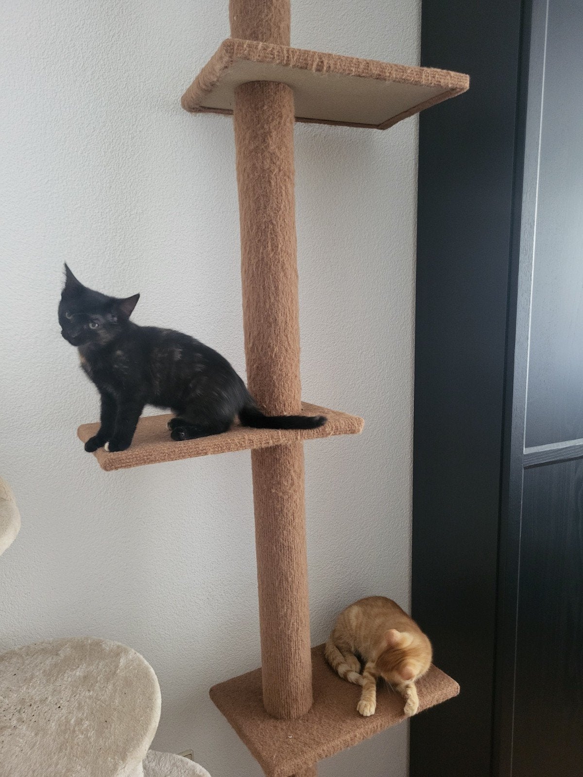 lieve kittens zoeken een warm huisje!, Dieren en Toebehoren, Katten en Kittens | Overige Katten, Meerdere dieren