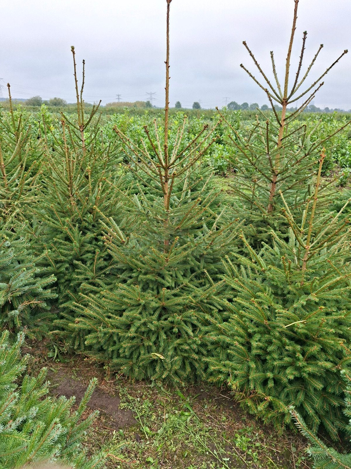 picea abies, kerstbomen, Ophalen of Verzenden, Bloeit niet, Volle zon, Overige soorten