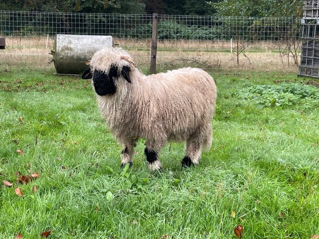 Walliser Schwarznase ram, Dieren en Toebehoren, Mannelijk, Schaap, 0 tot 2 jaar