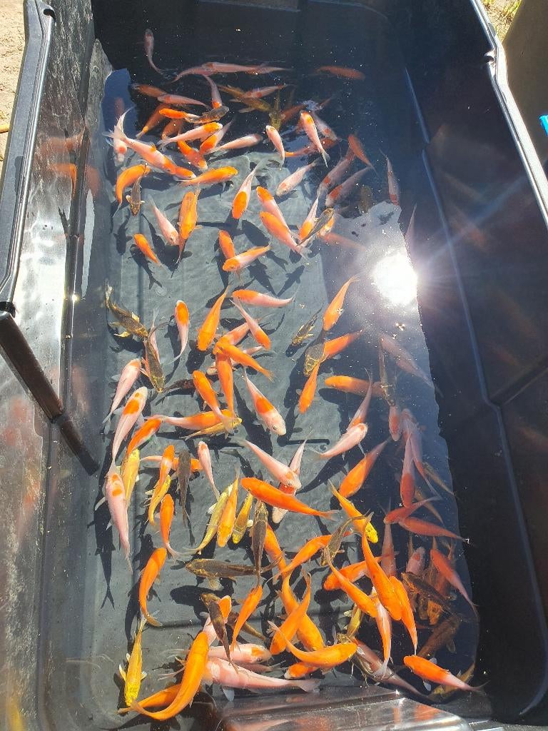 KOI TE KOOP – MOOIE MIX - Laatste stuks!, Karper of Koi