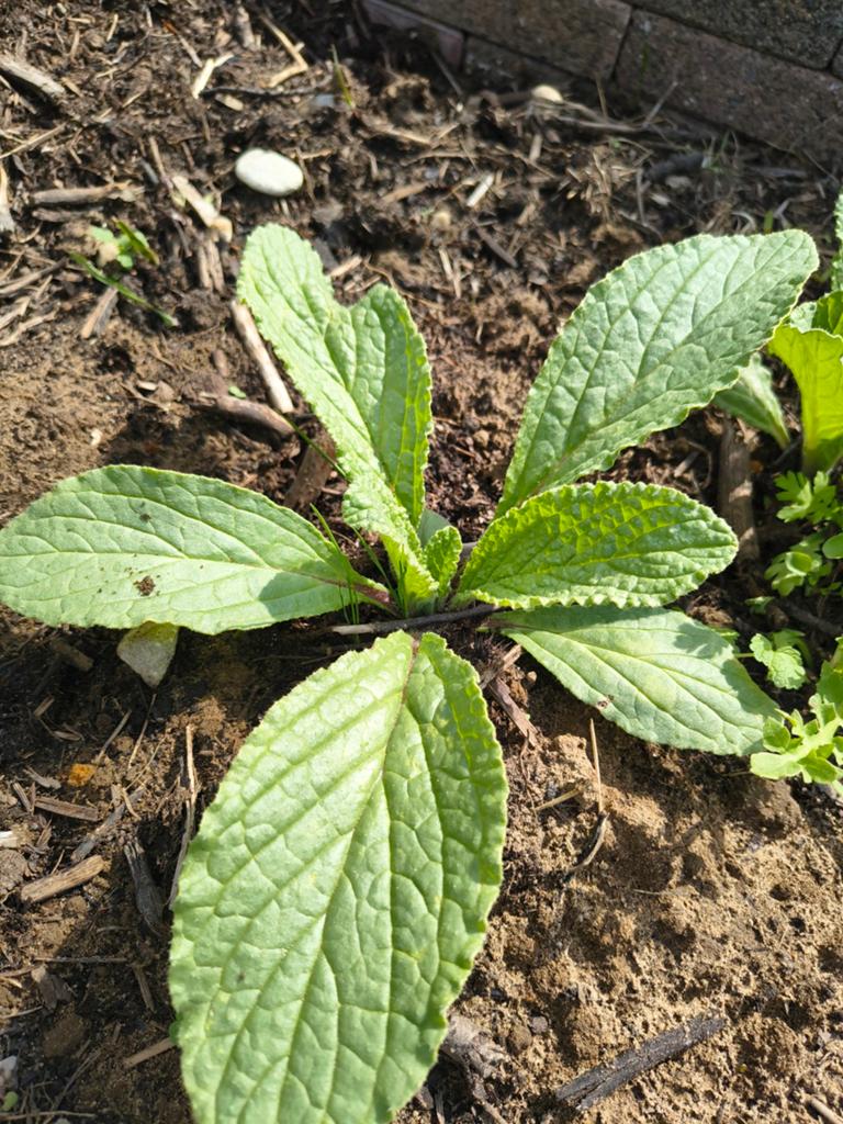 Bernagie officialis (komkommer kruid), Tuin en Terras, Planten | Tuinplanten, Overige soorten, Volle zon, Ophalen