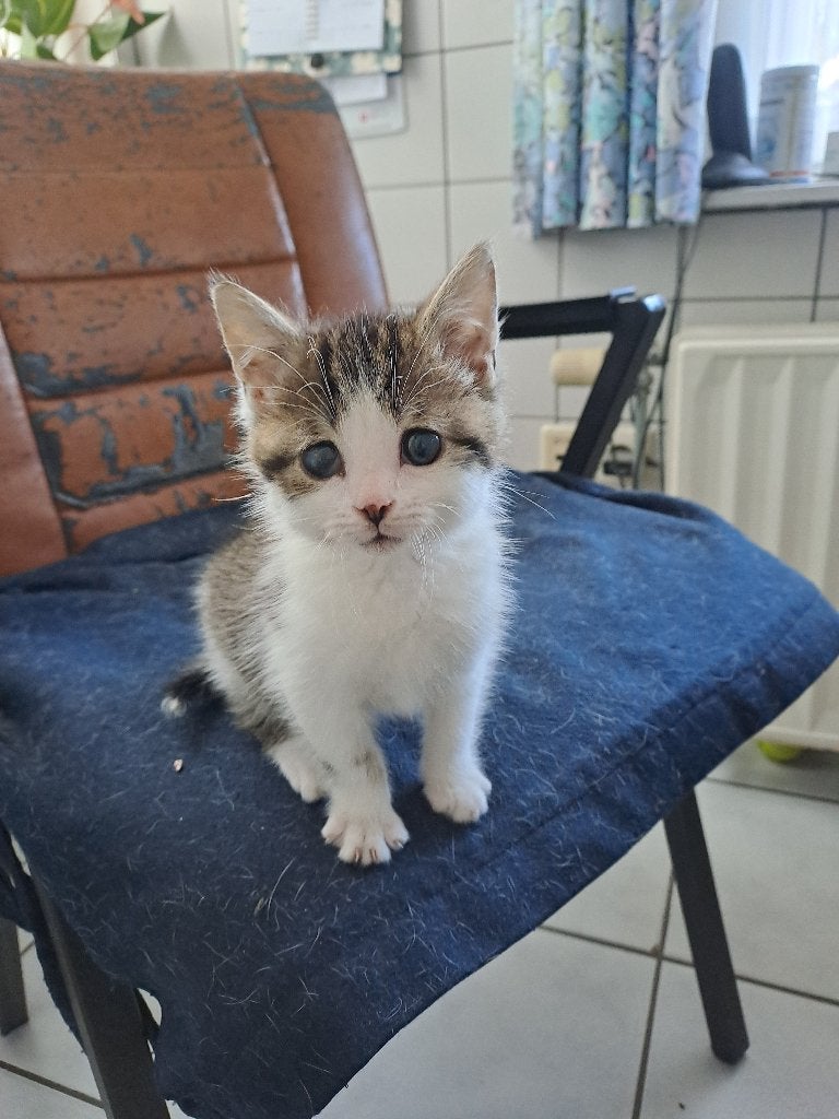 Super mak en speelse kitten, Dieren en Toebehoren, Poes, Kortharig, 0 tot 2 jaar