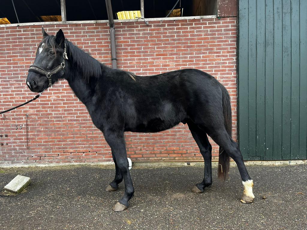 3 jarige draver hengst, Dieren en Toebehoren, Hengst, 3 tot 6 jaar, 160 tot 165 cm, Recreatiepaard