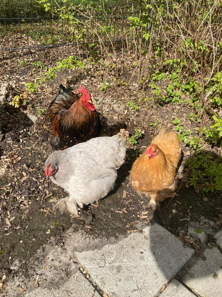 Couchin eeieren te koop, Dieren en Toebehoren, Mannelijk, Kip
