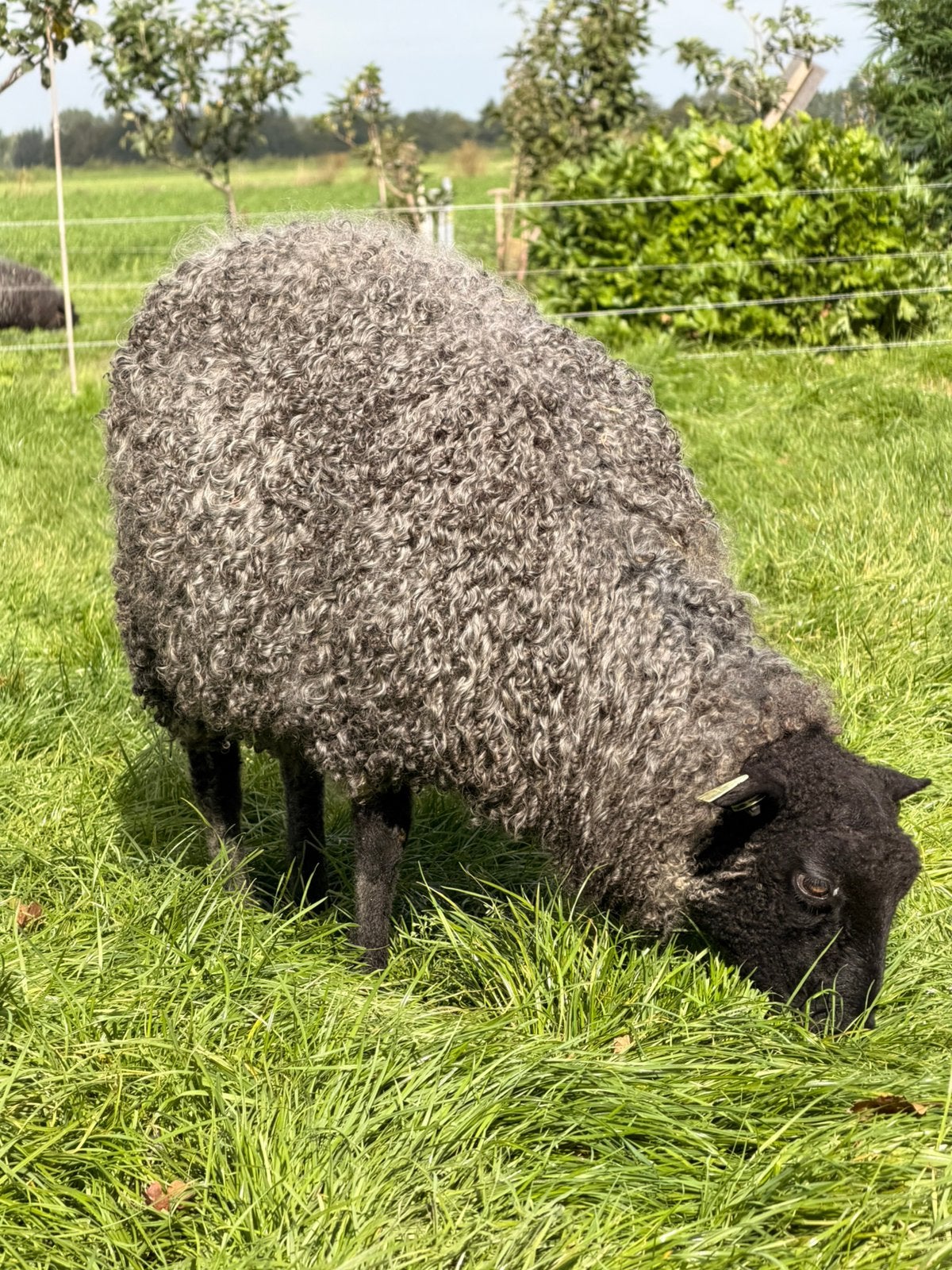 Gotland ram lammeren, Dieren en Toebehoren, Mannelijk, Schaap, 0 tot 2 jaar