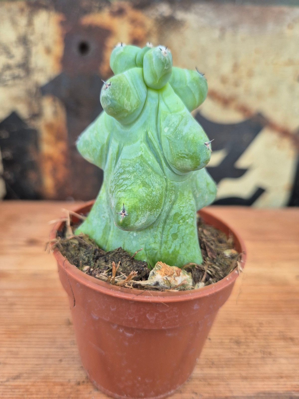 Cactus Myrtillocactus geometrizans Fukurokuryuzinboku p7 (9)