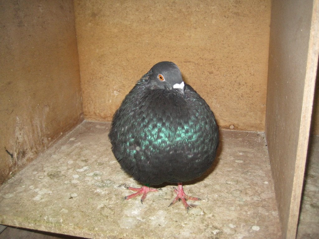 Gaditano kroppers, Meerdere dieren, Kropper