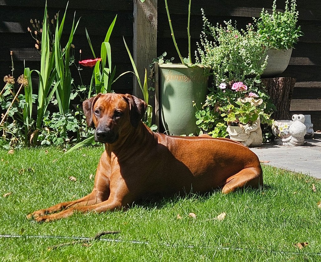 Rhodesian Ridgeback Puppies kennel Majaliwa, Overige rassen, 8 tot 15 weken, Meerdere, Meerdere dieren