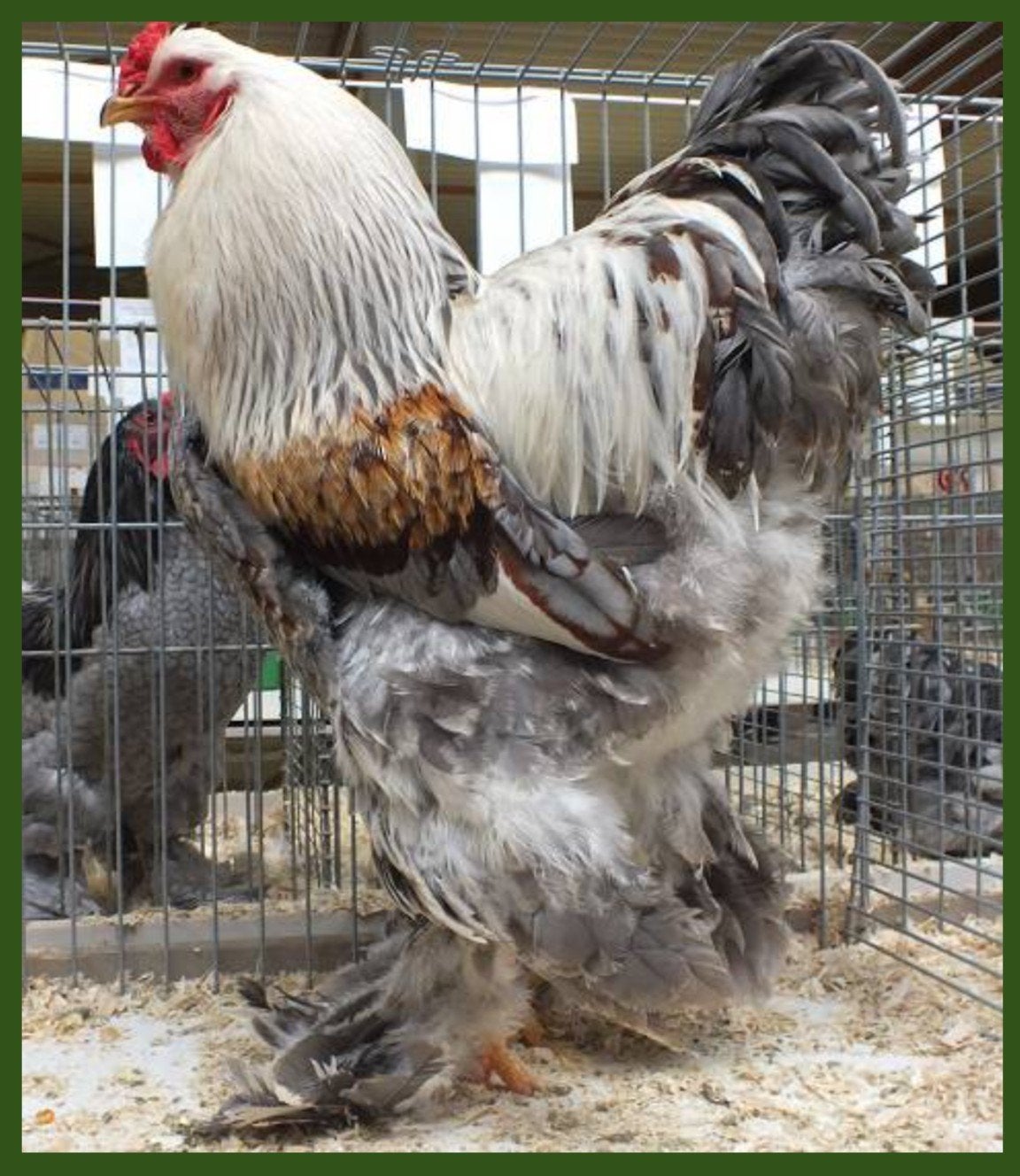 Opzoek naar Brahma haan groot zalm, Dieren en Toebehoren, Pluimvee, Mannelijk, Kip