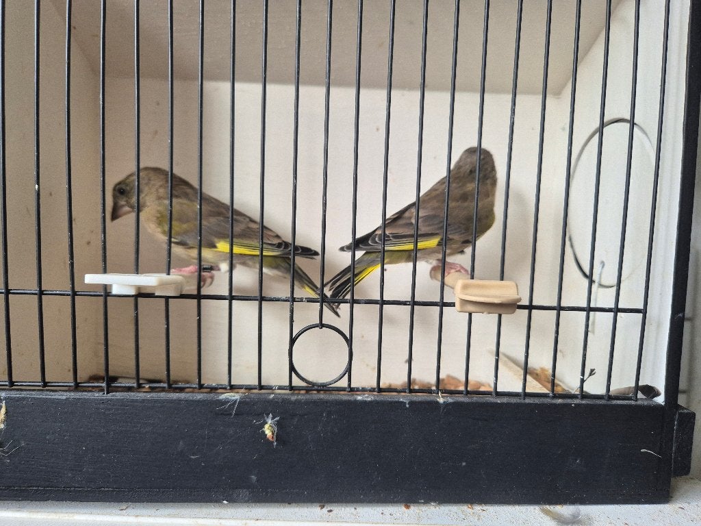 2 groenling poppen, Dieren en Toebehoren, Vrouwelijk, Wildzangvogel