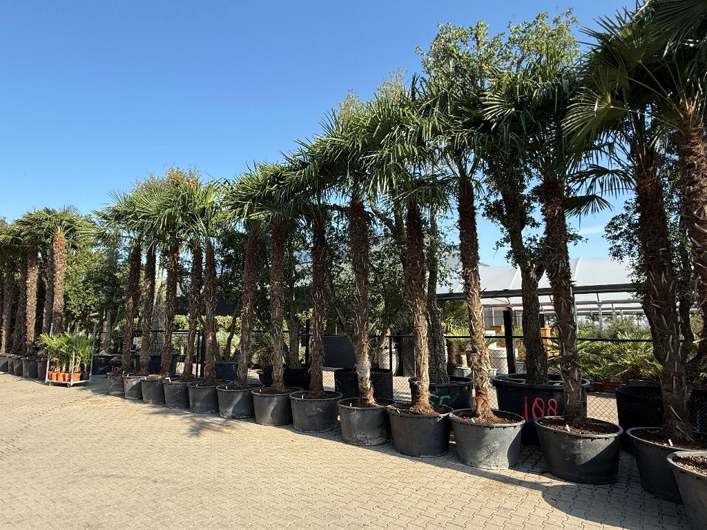 Trachycarpus fortunei palmbomen met stamhoogte 300-350 cm !!, Tuin en Terras, In pot, Halfschaduw, Ophalen of Verzenden, 250 tot 400 cm