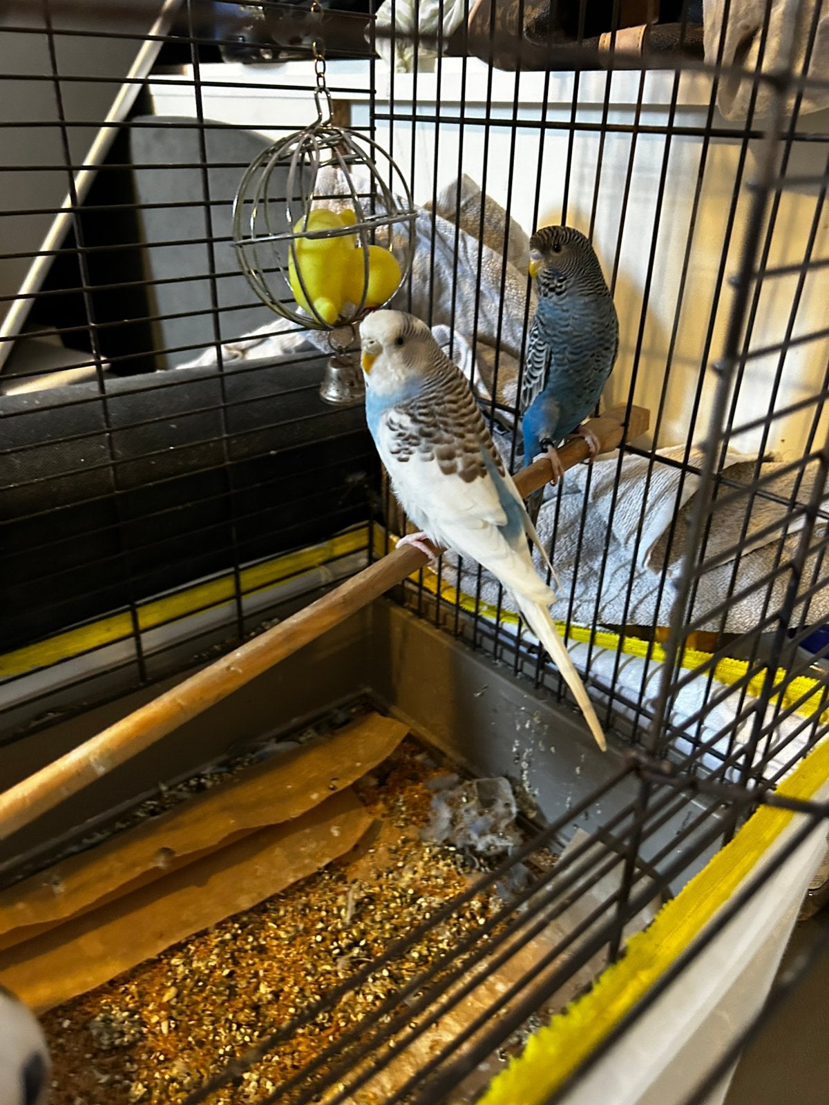 Blackface black wing grasparkiet koppel + kooi TAM, Meerdere dieren, Parkiet