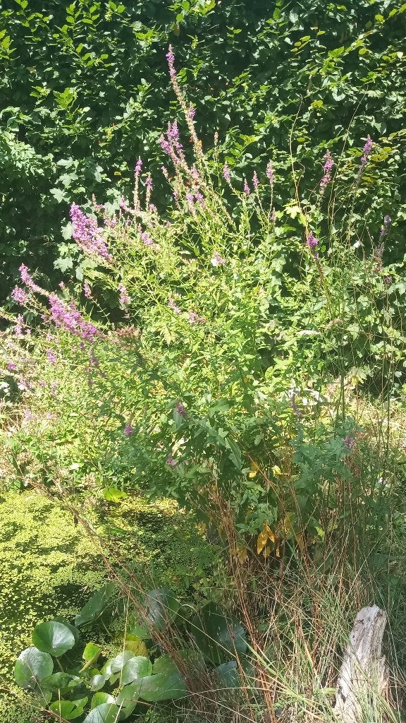 kattenstaart plant, Volle zon, Vaste plant, Zomer, Ophalen