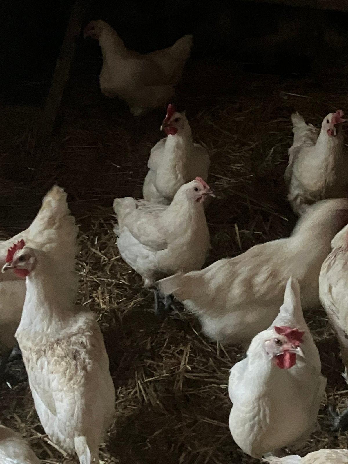 Poule de bress leghennen, Dieren en Toebehoren, Vrouwelijk, Kip
