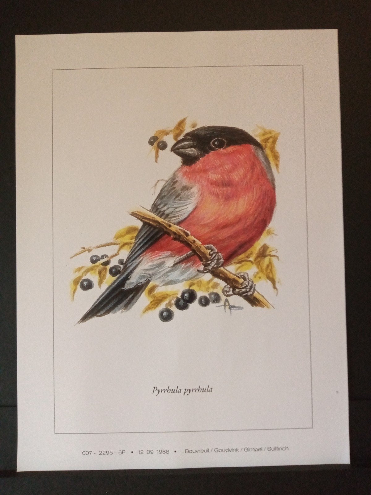 Prent Goudvink getekend André Buzin tekenaar / illustrator, Verzenden, 1980 tot heden, Zo goed als nieuw, Dier