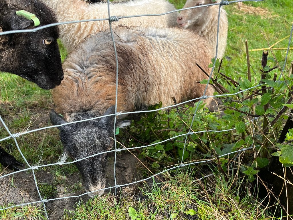 2 oussant rammetjes van april, Dieren en Toebehoren, Mannelijk, Schaap, 0 tot 2 jaar