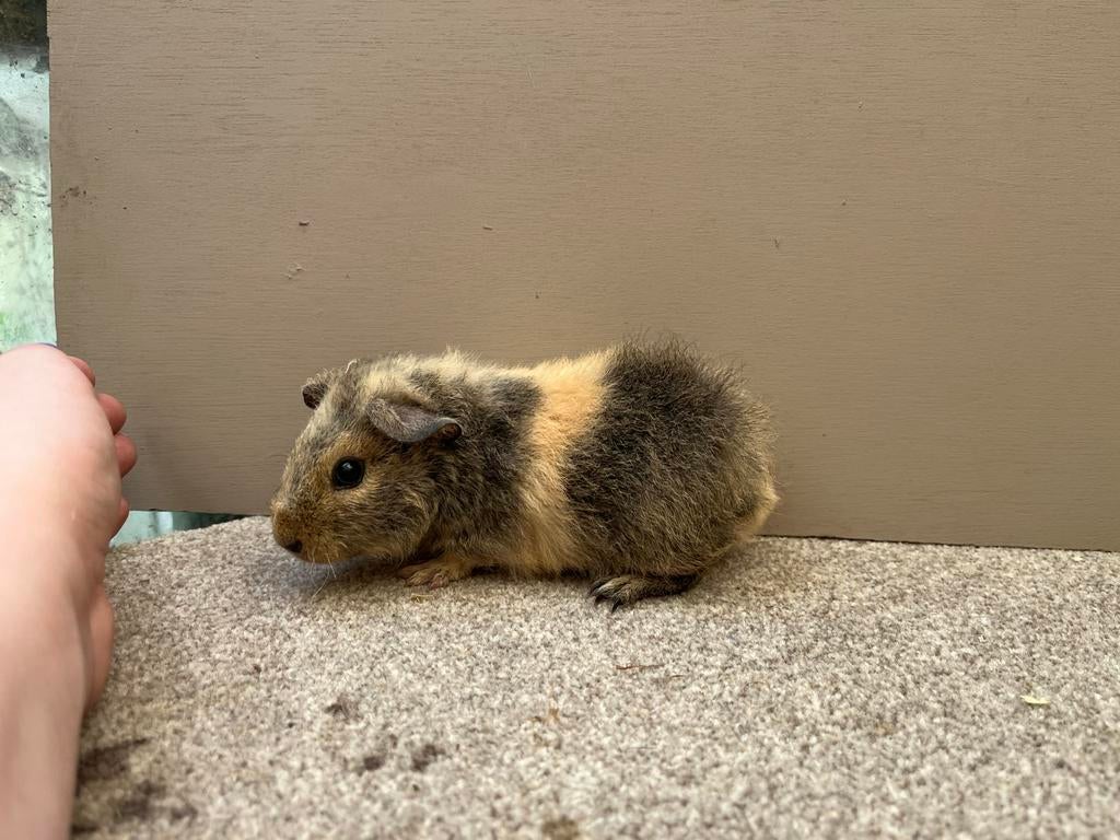 Us teddy zeugje lemonagouti creme, Cavia, April, Vrouwelijk, Tam