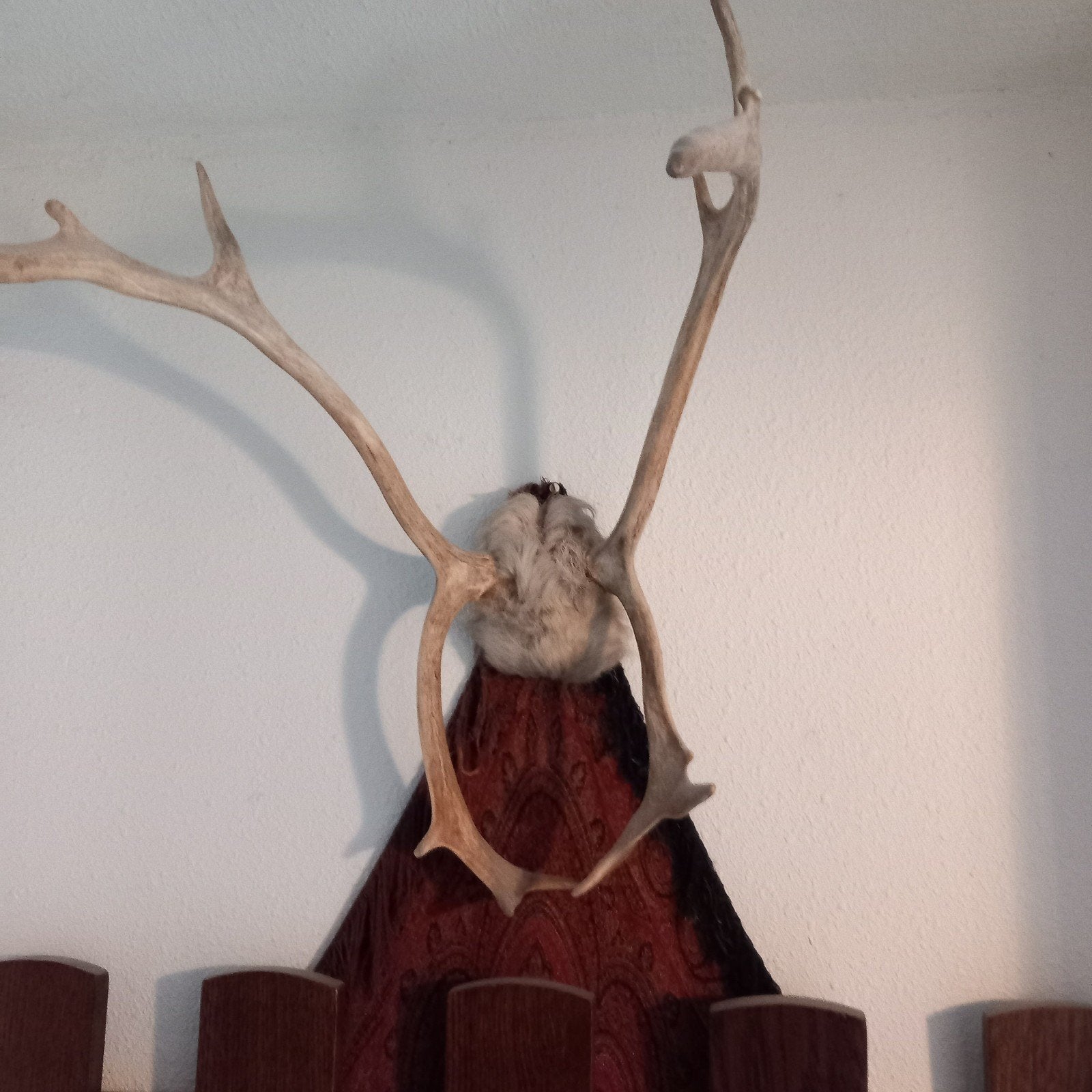 Rendier gewei, Ophalen of Verzenden, Zo goed als nieuw, Hert, Gewei of Kop