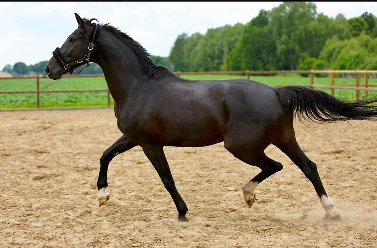 Fokmerrie Charmeur x Jazz (drachtig van Magic McKee), Merrie