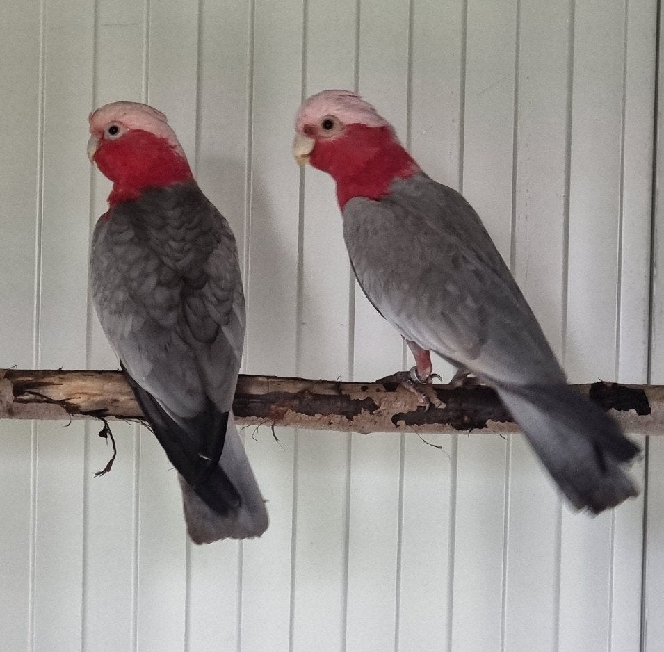 koppel rosé kakatoes, Meerdere dieren, Papegaai