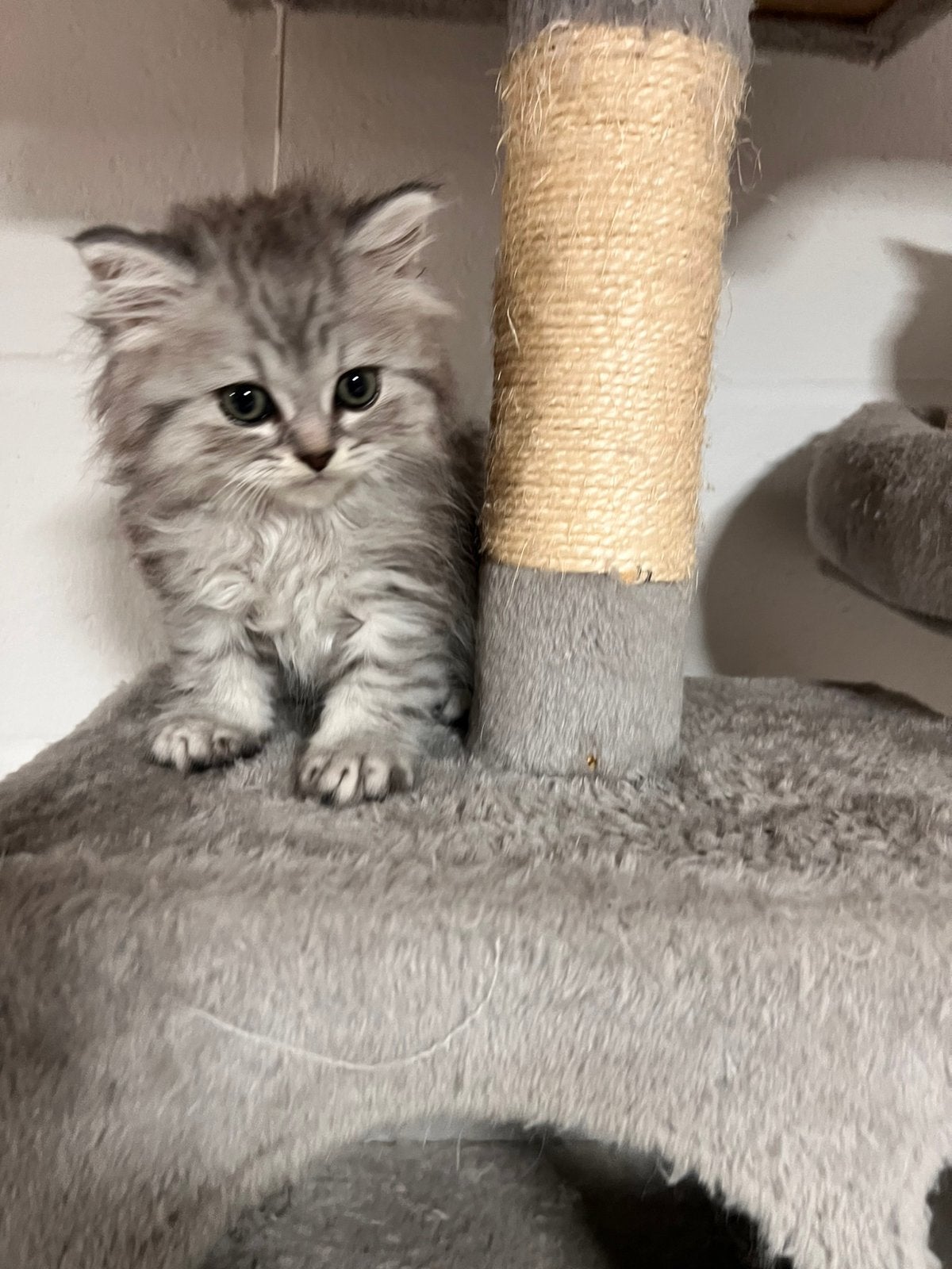 Britse korthaar kittens 8 weken oud, Dieren en Toebehoren, Kater