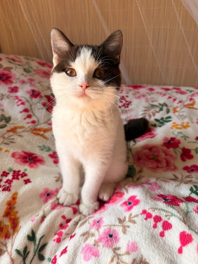 Britse Korthaar, Dieren en Toebehoren, Katten en Kittens | Raskatten | Korthaar, Kater, Gechipt