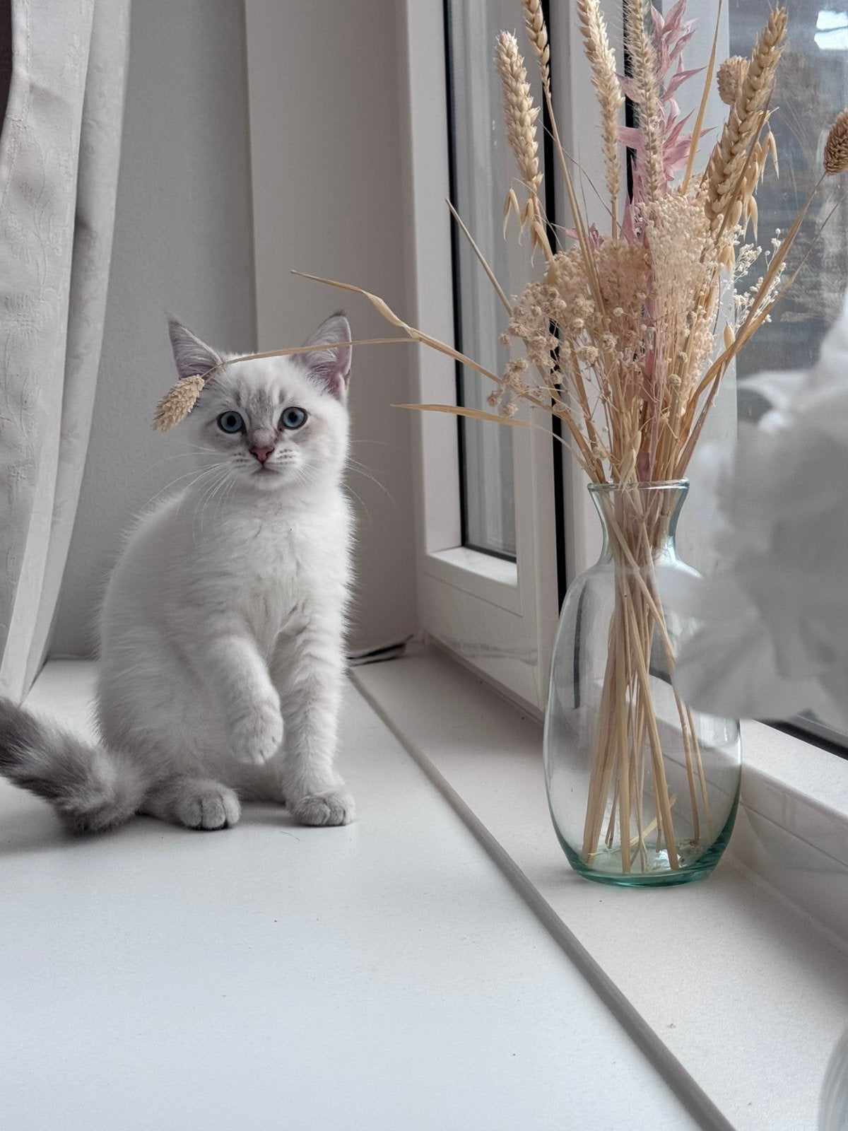 Kat, Poes, 0 tot 2 jaar