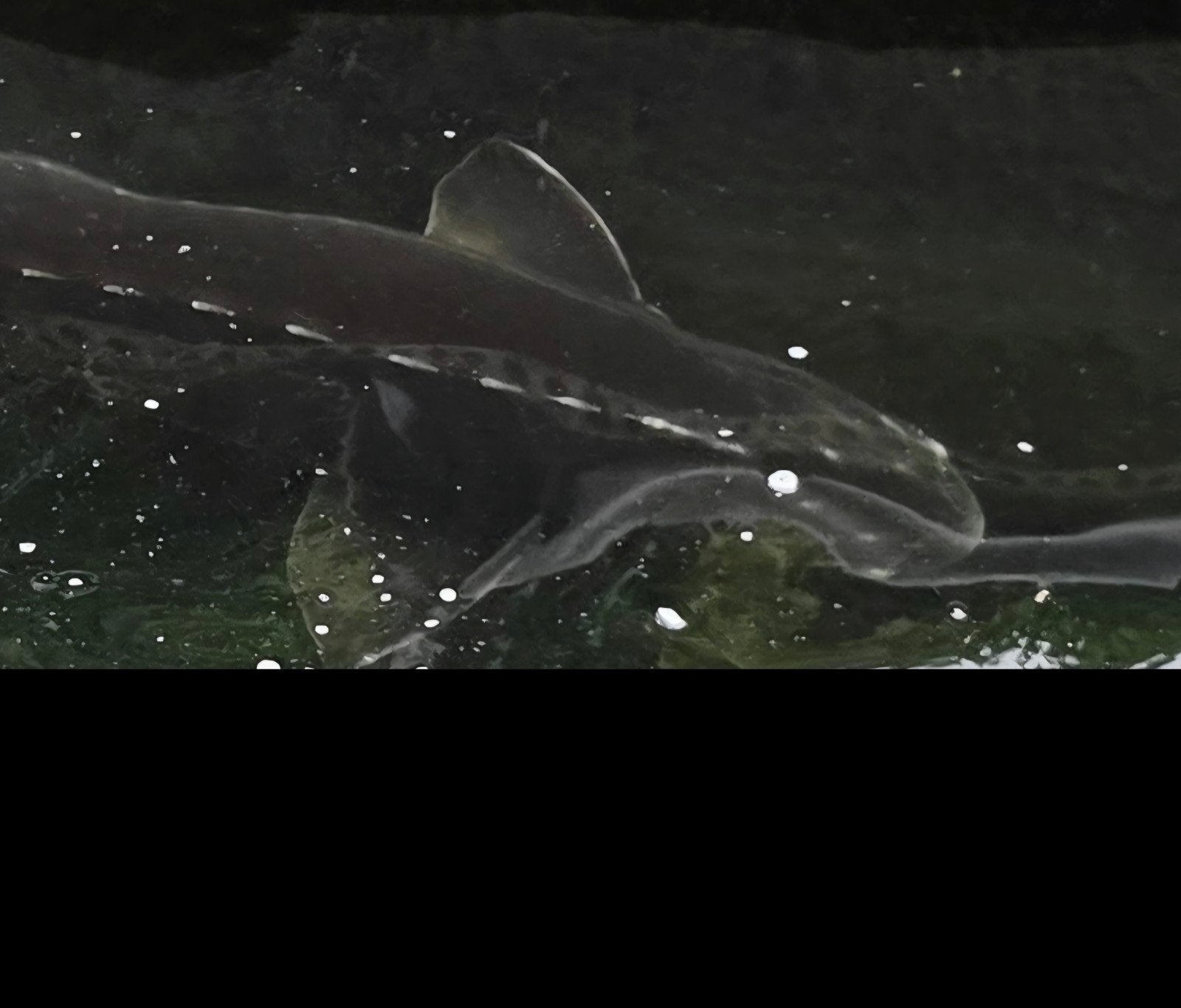 grote beluga steur ruim 130 cm, Dieren en Toebehoren, Vissen | Vijvervissen, Steur