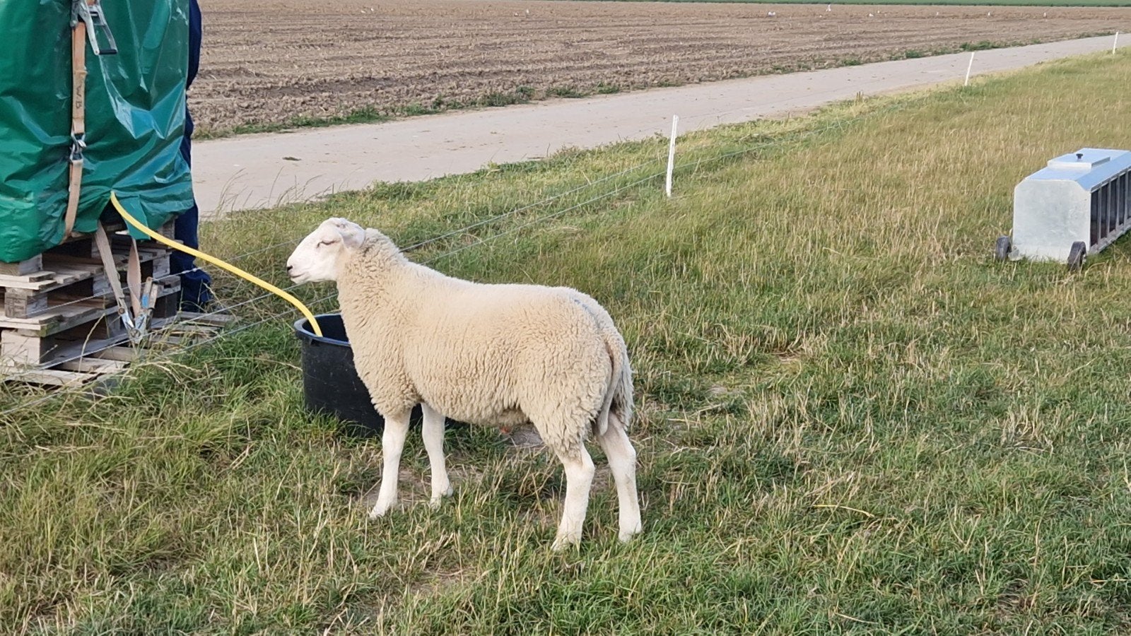 Swifter dekram, Mannelijk, Schaap