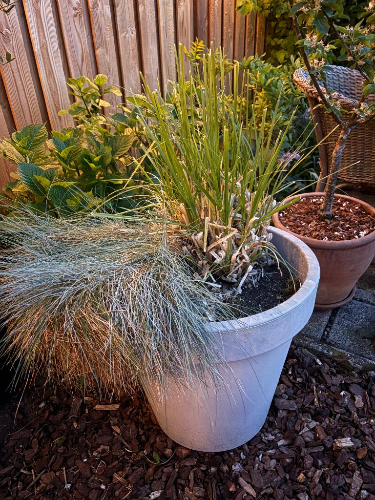 Grote pot met pampasgras te koop, Ophalen, Volle zon, Vaste plant, Siergrassen