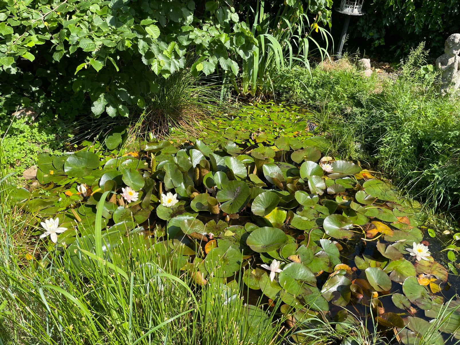 We hebben nog waterlelies over , dus .., Tuin en Terras, Ophalen of Verzenden, Nieuw